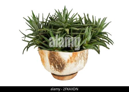 Horthia pianta in un vaso isolato su sfondo bianco. Erba erbacea succulente nana in miniatura. Home interno fiore verde cactus. Molti cespugli e germogli in un'unica ciotola. Horthia isolato. Foto Stock