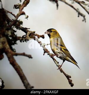 Lucherino Foto Stock