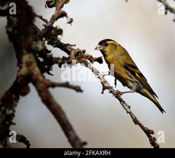 Lucherino Foto Stock