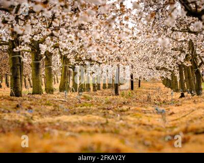 Fioritura dei ciliegi di frutteto in primavera presso la Cooks Yard Farm di Northiam, East Sussex, Regno Unito Foto Stock