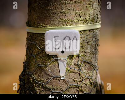 Alberi di ciliegio in primavera a Cooks Yard Farm a Northiam, Sussex orientale, Regno Unito Foto Stock