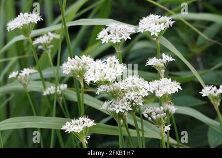 Allium tuberosum. Aglio erba cipollina in fiore. Foto Stock