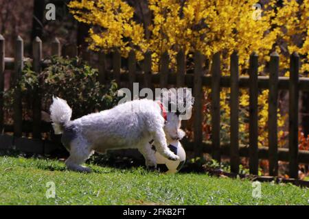 bolonka in giardino sta giocando la palla Foto Stock