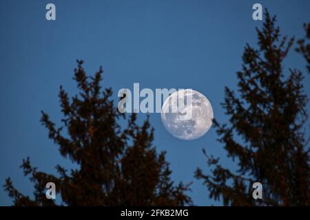 scenice vista della luna dietro ramoscelli e rami a. notte Foto Stock