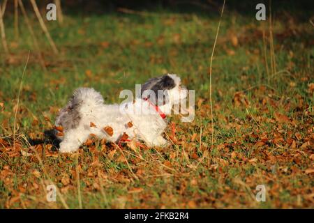 piccola e vibrante bolonka nei campi Foto Stock