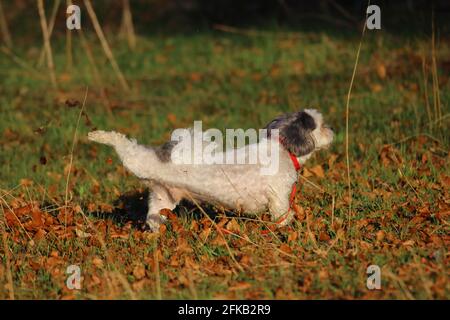 piccola e vibrante bolonka nei campi Foto Stock