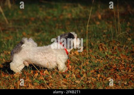 piccola e vibrante bolonka nei campi Foto Stock