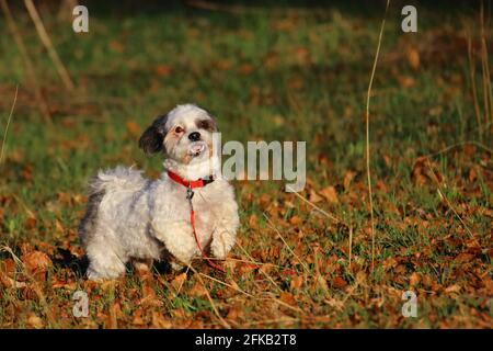 piccola e vibrante bolonka nei campi Foto Stock