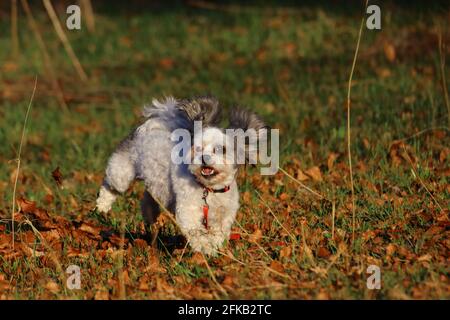 piccola e vibrante bolonka nei campi Foto Stock