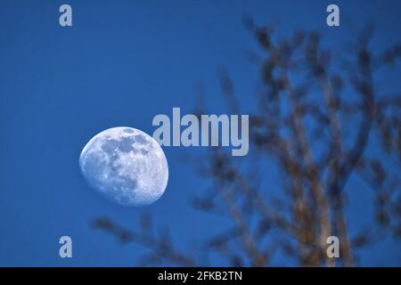 scenice vista della luna dietro ramoscelli e rami a. notte Foto Stock