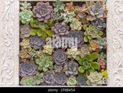 Succulents.A collezione di diversi colorati succulents.Top vista Foto Stock