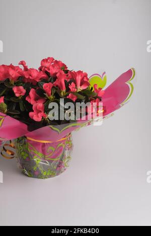 Piante da interno Azalea rosa. Fiorire in una pentola. Regalo per i cari Foto Stock