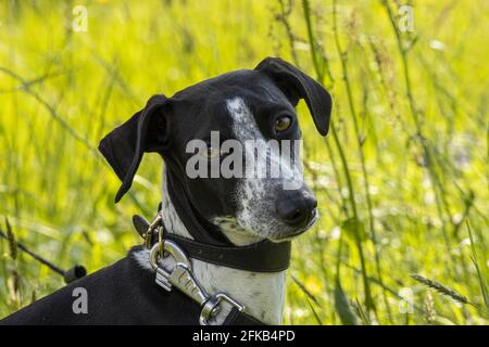 Ruby in posa sul prato. Foto di Greyhound italiano in colori Vivid Spring. Su sfondo naturale Foto Stock