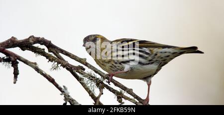 Lucherino Foto Stock