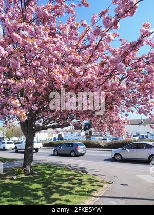 Sheerness, Kent, Regno Unito. 30 aprile 2021. Regno Unito Meteo: Una mattina soleggiato Sheerness, Kent. Credit: James Bell/Alamy Live News Foto Stock
