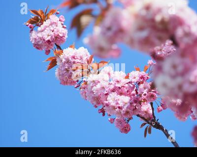 Sheerness, Kent, Regno Unito. 30 aprile 2021. Regno Unito Meteo: Una mattina soleggiato Sheerness, Kent. Credit: James Bell/Alamy Live News Foto Stock