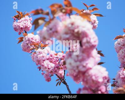 Sheerness, Kent, Regno Unito. 30 aprile 2021. Regno Unito Meteo: Una mattina soleggiato Sheerness, Kent. Credit: James Bell/Alamy Live News Foto Stock