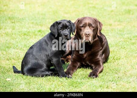 Cucciolo di Labrador nero di dodici settimane con il suo cioccolato Granddad Labrador Foto Stock