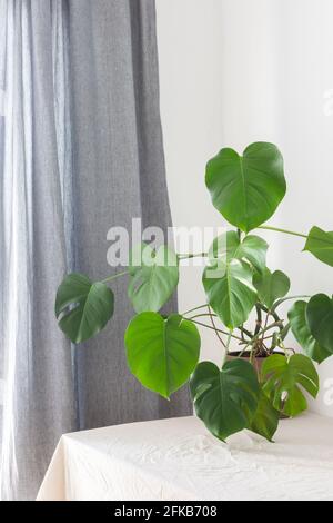 Houseplant Monstera primo piano su un tavolo contro una parete bianca, design biofilo Foto Stock