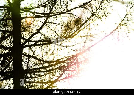 Una chiusura di un albero Foto Stock