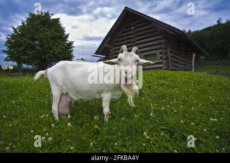 Capra domestica (Capra hircus, Capra aegagrus F. hircus), che pascolano la capra su un pascolo alpino, Austria Foto Stock