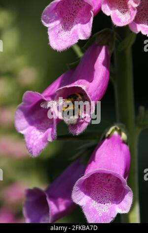 Guanto comune, guanto di fossa viola (Digitalis purea), fiori con ape bumble, Austria Foto Stock