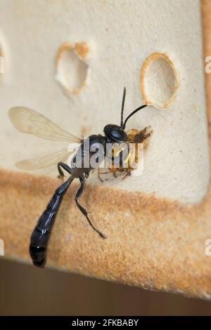 Organo tubo fango dauber, digger wasp (Trypoxylon cfr figulus), porta un ragno catturato al nido in un albergo per insetti, in Germania Foto Stock