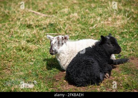 Agnello bianco e nero di pecora Black Faced che riposa in Il sole primaverile nei confini scozzesi vicino a Hume Foto Stock