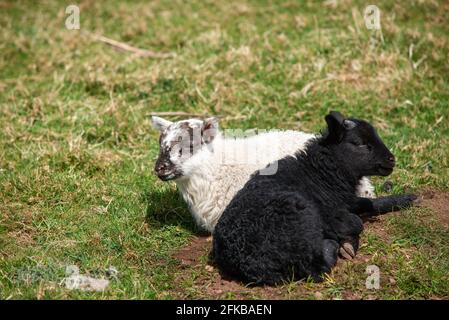 Agnello bianco e nero di pecora Black Faced che riposa in Il sole primaverile nei confini scozzesi vicino a Hume Foto Stock