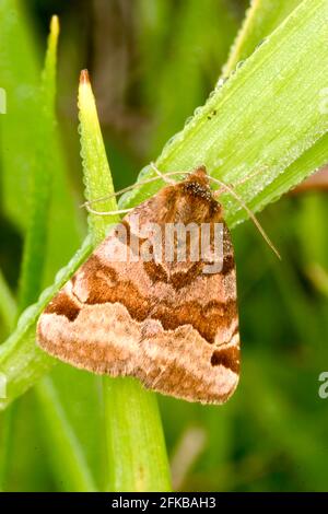 Il compagno burnet (Ectypa glyphica, Euclidia glyphica), seduto a una lancia, vista dorsale, Austria Foto Stock