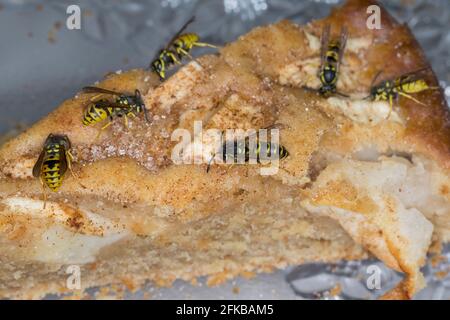 Vespa comune (Vespola vulgaris, Paravespula vulgaris), vespa che mangia da una torta di mele, Germania Foto Stock