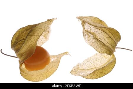 Uva spina, ciliegio peruviano (Physalis peruviana), calice aperto con frutti di bosco, tagliato Foto Stock