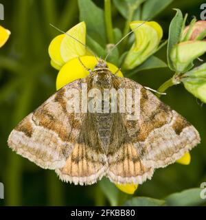 il compagno di burnet (Ectypa glyphica, Euclidia glyphica), siede su un fiore, Austria Foto Stock