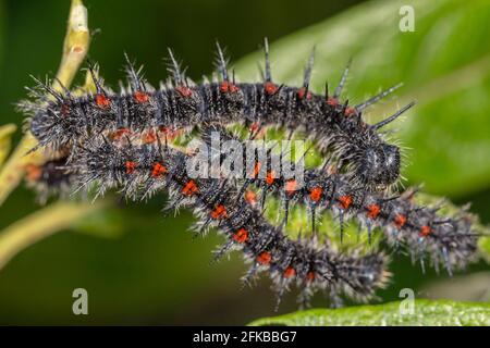 Camberwell beauty (Nymphalis antiopa), caterpillars adulti su una foglia di salice di capra, Germania, Baviera, Niederbayern, bassa Baviera Foto Stock