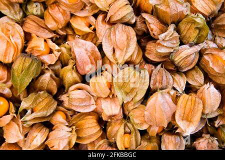 Uva spina, ciliegia di terra peruviana (Physalis peruviana), frutta matura con calice Foto Stock