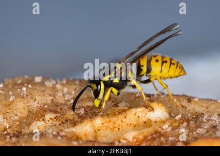 Vespa comune (Vespula vulgaris, Paravespula vulgaris), mangiare da una torta di mele, Germania Foto Stock