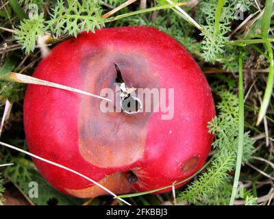 mela (Malus domestica), mela marcio in un prato di alberi di frutta Foto Stock