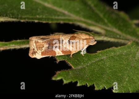 Tortrix dorato variegato, tortrix di rovere bruno (Archips xylosteana), siede su una foglia, Austria Foto Stock