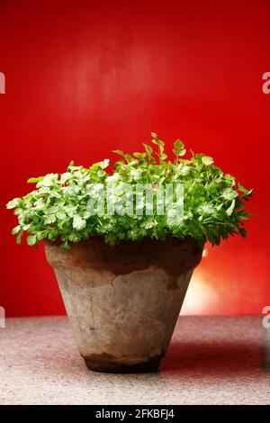 Il coriandolo che cresce in vaso, conosciuto anche come coriandrum sativum, coriandolo, prezzemolo cinese o dhania, è un'erba annuale della famiglia Apiaceae. Foto Stock