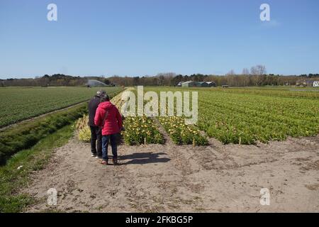 Campi di corona imperiale, di istillario imperiale o di corona di Kaiser (Fritillaria imperialis), vicino al villaggio di Egmond aan den Hoef in Olanda del Nord Foto Stock