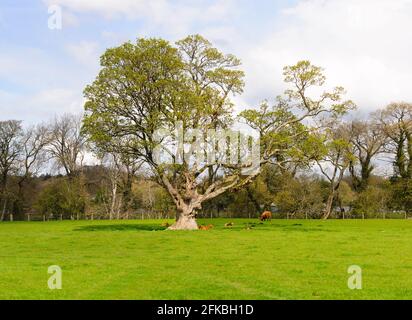 Un vecchio veterano Sycamore o Acer pseudoplatano che cresce in un campo agricolo fornendo ombra a una mandria di vitelli nel Galles del Nord di Corwen Foto Stock