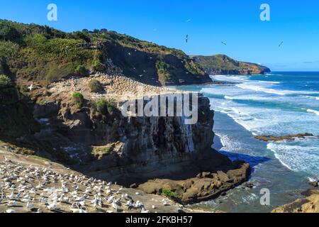 La colonia di gannet sulle scogliere costiere a Muriwai, Nuova Zelanda Foto Stock