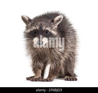 giovane raccoon di tre mesi in piedi davanti, isolato Foto Stock