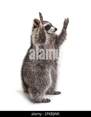 Racoon sulle gambe posteriori, cercando di raggiungere Foto Stock