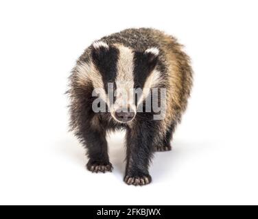 Europeo badger che cammina verso la fotocamera, sei mesi di età, isolato Foto Stock