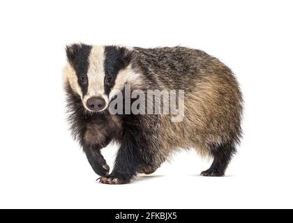 Europeo badger che cammina verso la fotocamera, sei mesi di età, isolato Foto Stock