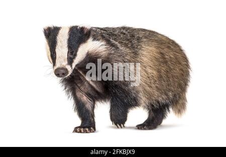 Europeo badger che cammina verso la fotocamera, sei mesi di età, isolato Foto Stock