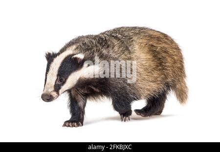 Europeo badger che cammina verso la fotocamera, sei mesi di età, isolato Foto Stock