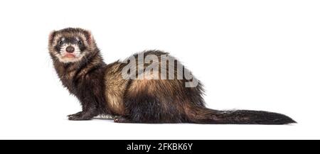 Vista posteriore di un polecat europeo che guarda indietro Foto Stock