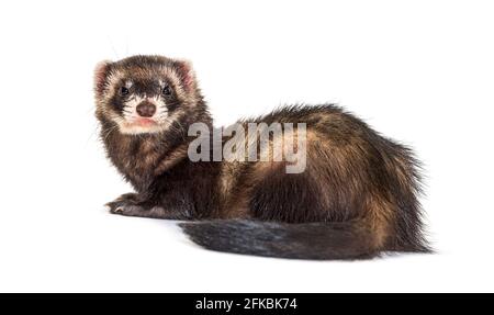 Vista posteriore di un polecat europeo che guarda indietro. Furetto selvaggio Foto Stock